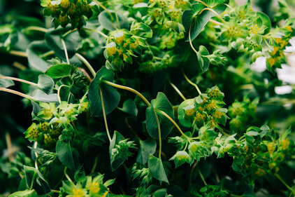 Greenery