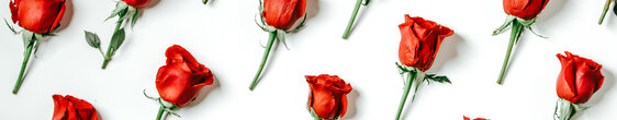 Red Roses on a White Background