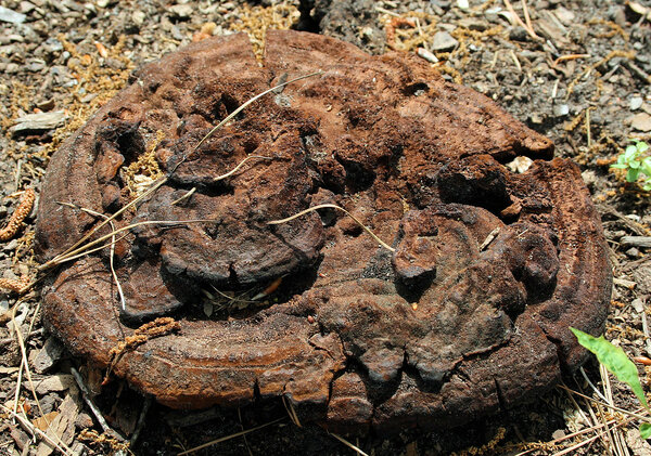 Further Musings on Dung