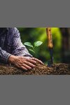 Planting