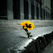 Flower In Sidewalk
