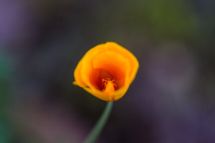 Orange poppy flower