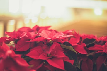 Poinsettias in a big space with light behind it