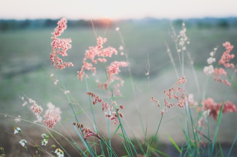 Pink flowering grass
