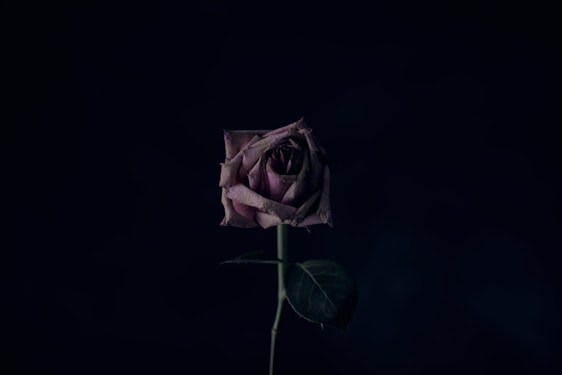 A forgotten rose dying alone.