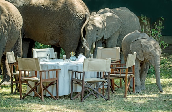 Unexpected guests. Lunch is interrupted, and people scatter in all directions, when the elephants move into camp. Little Governors camp in the Masai Mara.