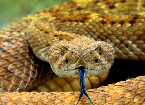 Rattlesnake in Arizona