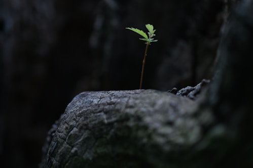 A sprout of tree was born and has started to grow on a decaying stub.