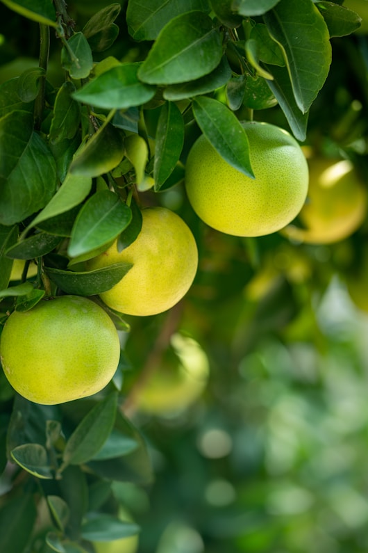Close up shot of unripe green oranges hanging with tree