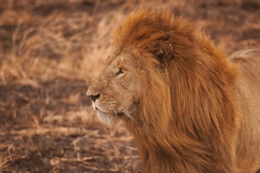 Long-maned lion