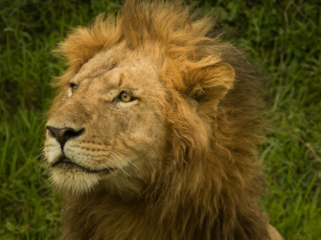 Pensive lion