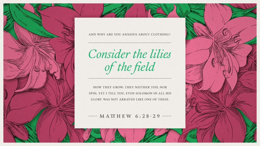 Matthew 6:28–29 large preview