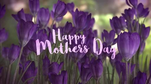 Purple Crocus - Happy Mother's Day