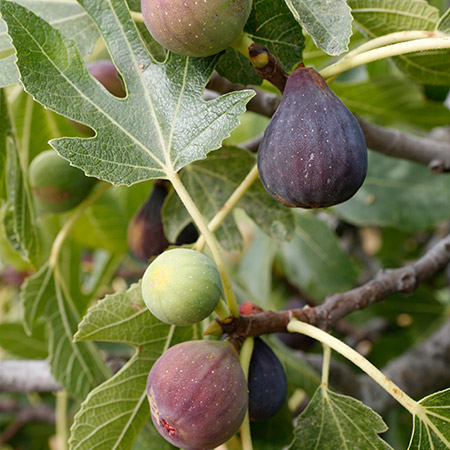 a barren fig tree