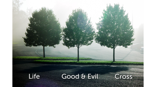 Trees: Life, Good & Evil, Cross