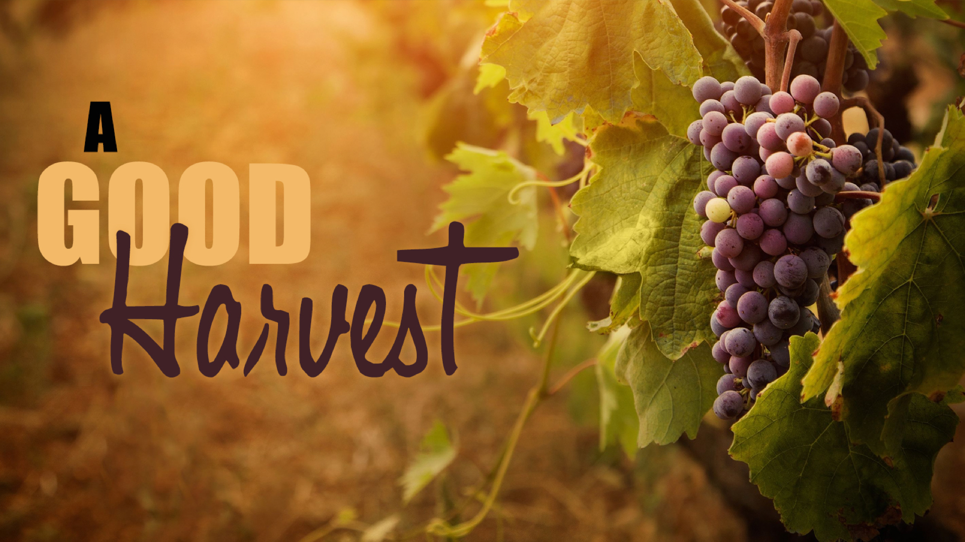 A Good Harvest Wrap-Up