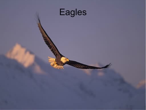 2018 November 25 - Eagles