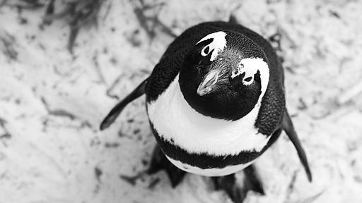 Penguin returns to show gratitude