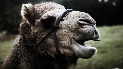 Zoo camel lucky in predicting Super Bowl wins