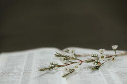 White Flowers on Bible  PowerPoint image 7