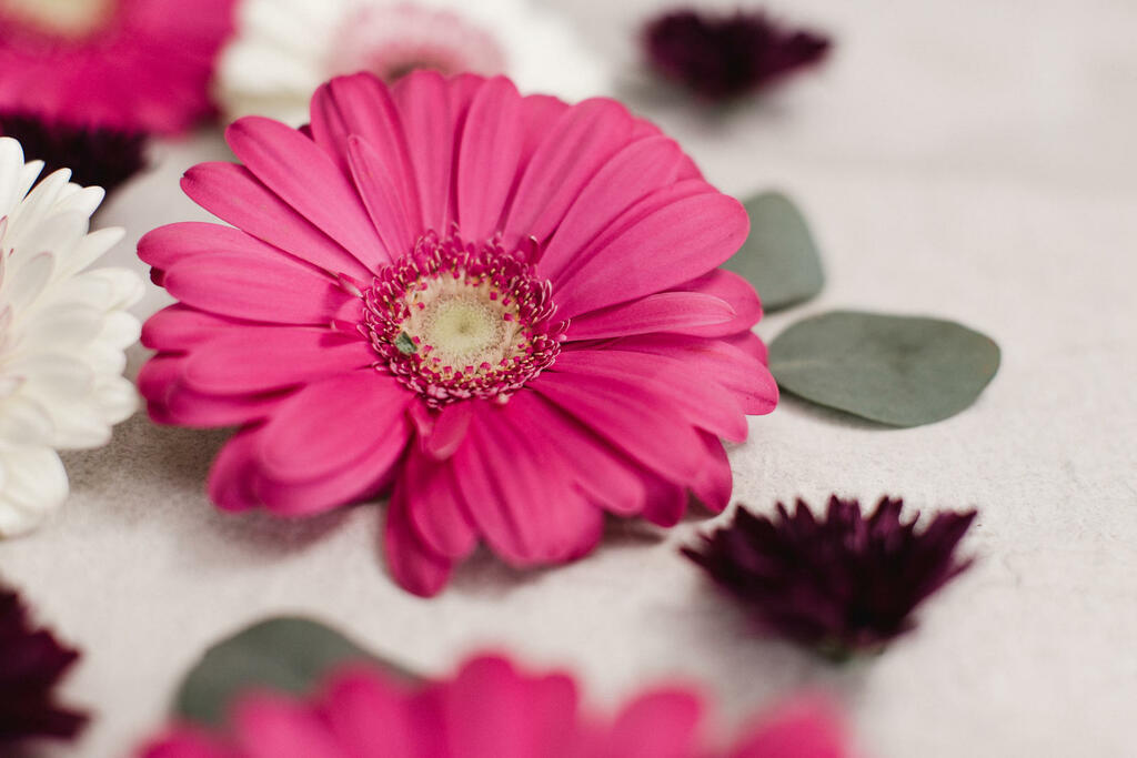 Flowers large preview