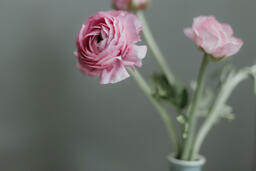 Flowers  image 4