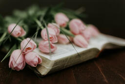 Flowers on Bible  image 2