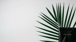 Bibles with Palm Branches  PowerPoint image 2
