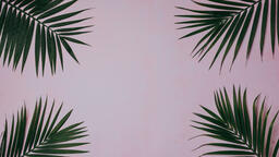 Palm Branches  image 1