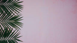 Palm Branches  image 2