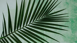 Palm Branches  image 3