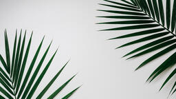 Palm Branches  image 5
