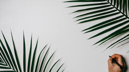 Palm Branches  image 4