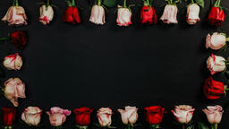 Roses and Relationships  image 1