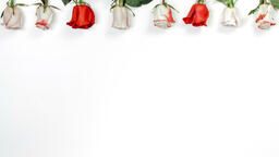 Roses and Relationships  image 3
