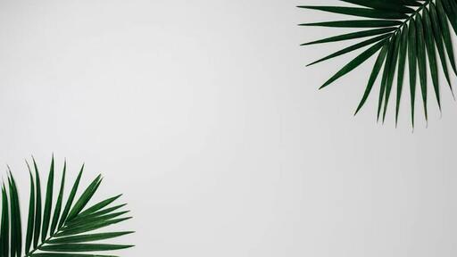 Palm Leaves White - Content - Fast Motion