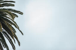 Palm Tree  image 4