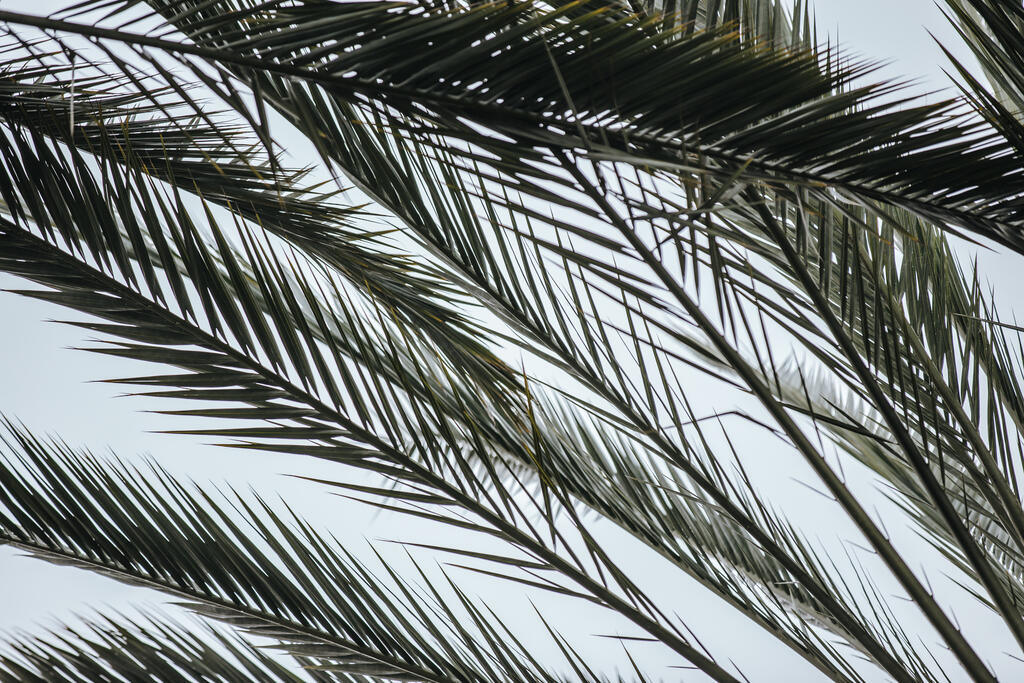 Palm Branches large preview