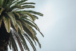 Palm Tree  image 2
