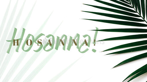 Hosanna Hosanna Palm