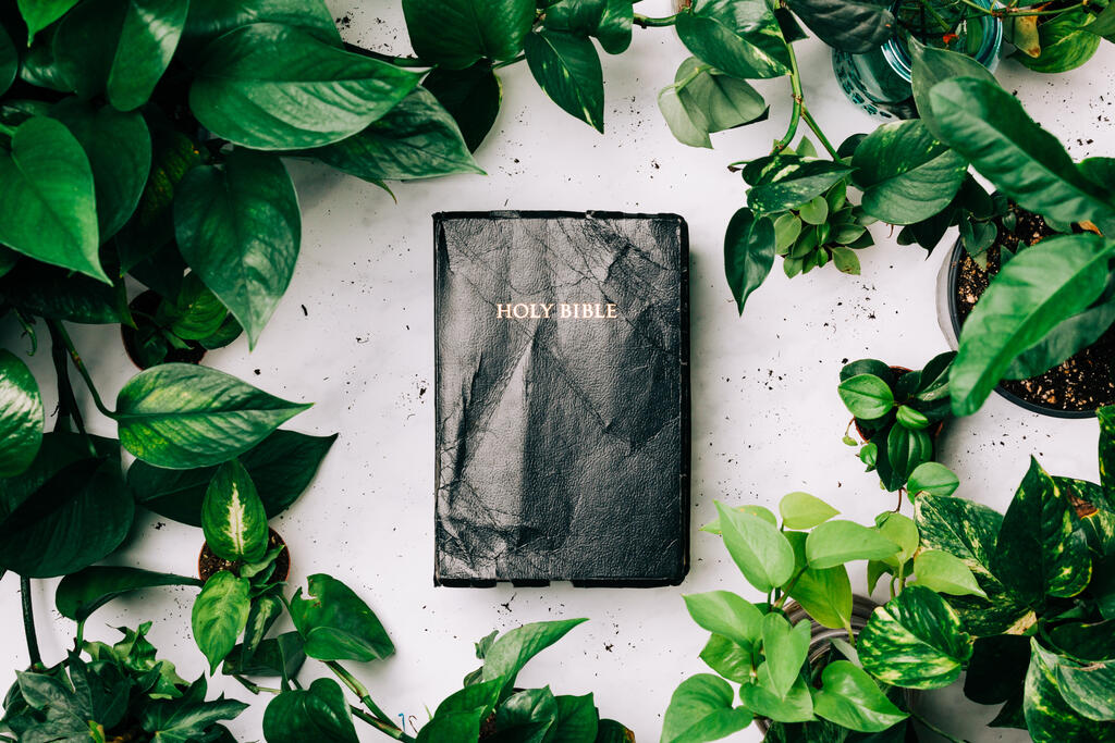 Holy Bible Surrounded by Foliage large preview