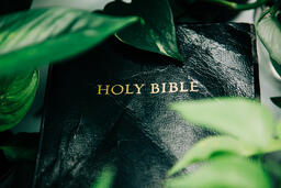 Holy Bible Surrounded by Foliage  image 3