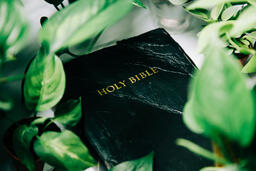 Holy Bible Surrounded by Foliage  image 3