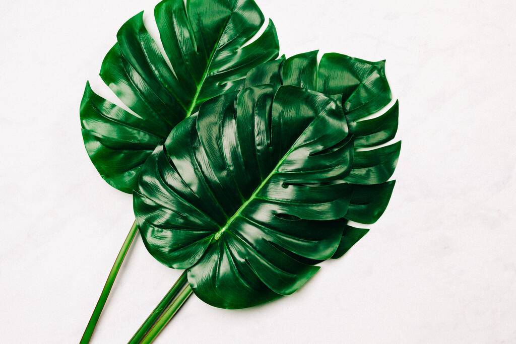 Monstera Leaves large preview