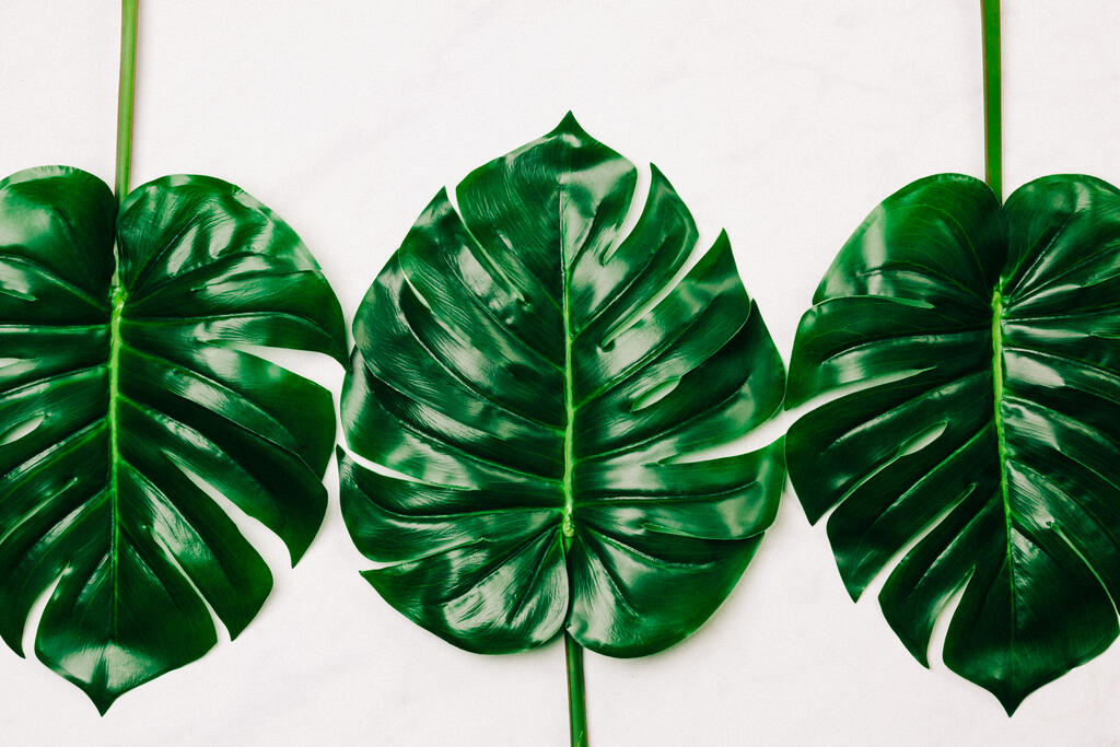 Monstera Leaves large preview