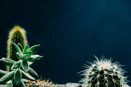 Succulents and Cacti  image 2