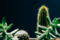 Succulents and Cacti  image 3