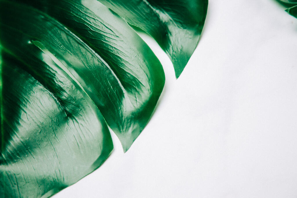 Monstera Leaf large preview