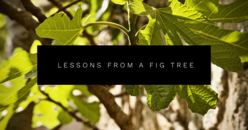 Lessons from A Fig Tree 