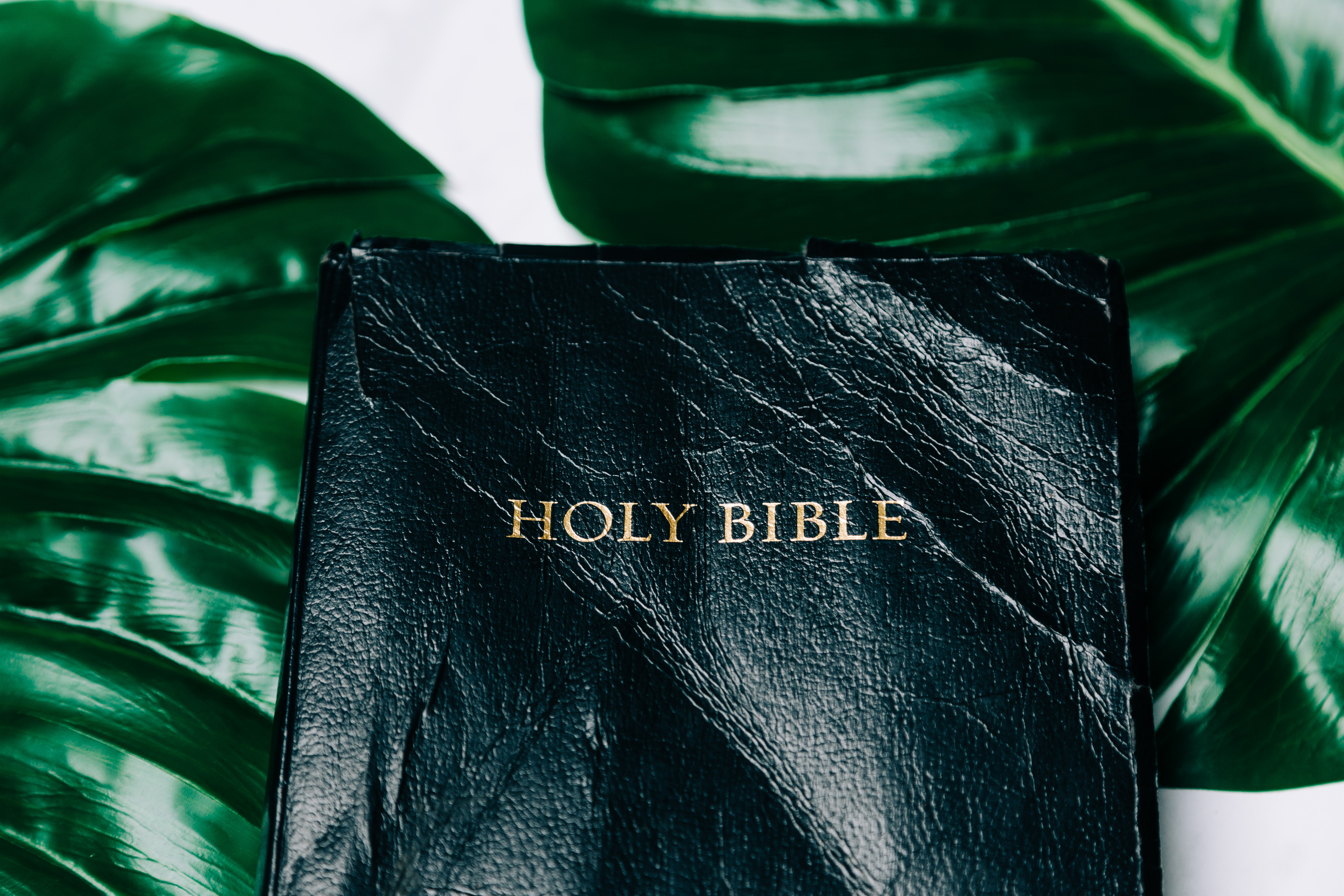 Holy Bible Surrounded by Foliage